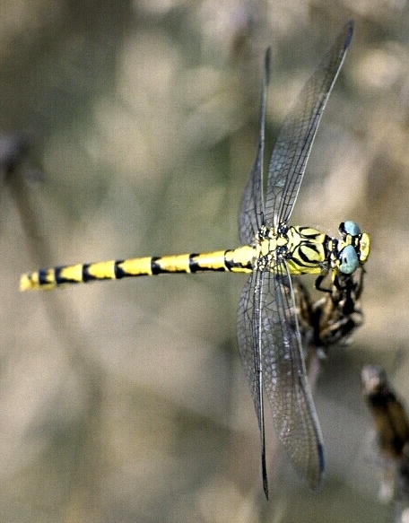 Gomphus